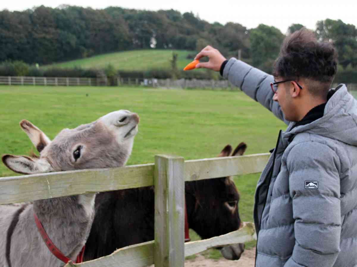 Isle Of Wight Donkey Sanctuary picture gallery